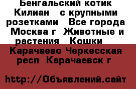 Бенгальский котик Килиан , с крупными розетками - Все города, Москва г. Животные и растения » Кошки   . Карачаево-Черкесская респ.,Карачаевск г.